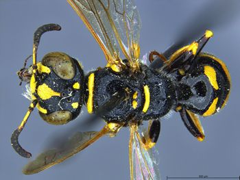 Media type: image;   Entomology 13755 Aspect: habitus dorsal view